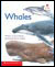 Alphakids: Whales (6-pack)
