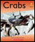 Alphakids: Crabs (6-pack)