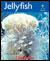 Alphakids: Jellyfish (6-pack)