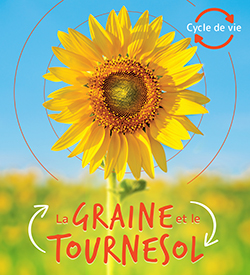 Photo of Cycle de vie : la graine et le tournesol