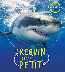 Photo of Le requin et son petit