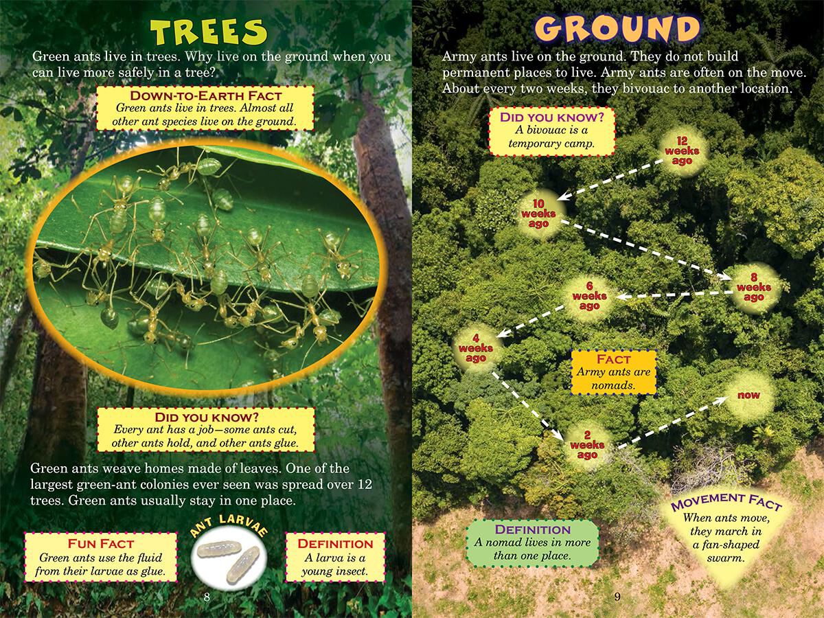 Who Would Win? Green Ants vs. Army Ants image number 3