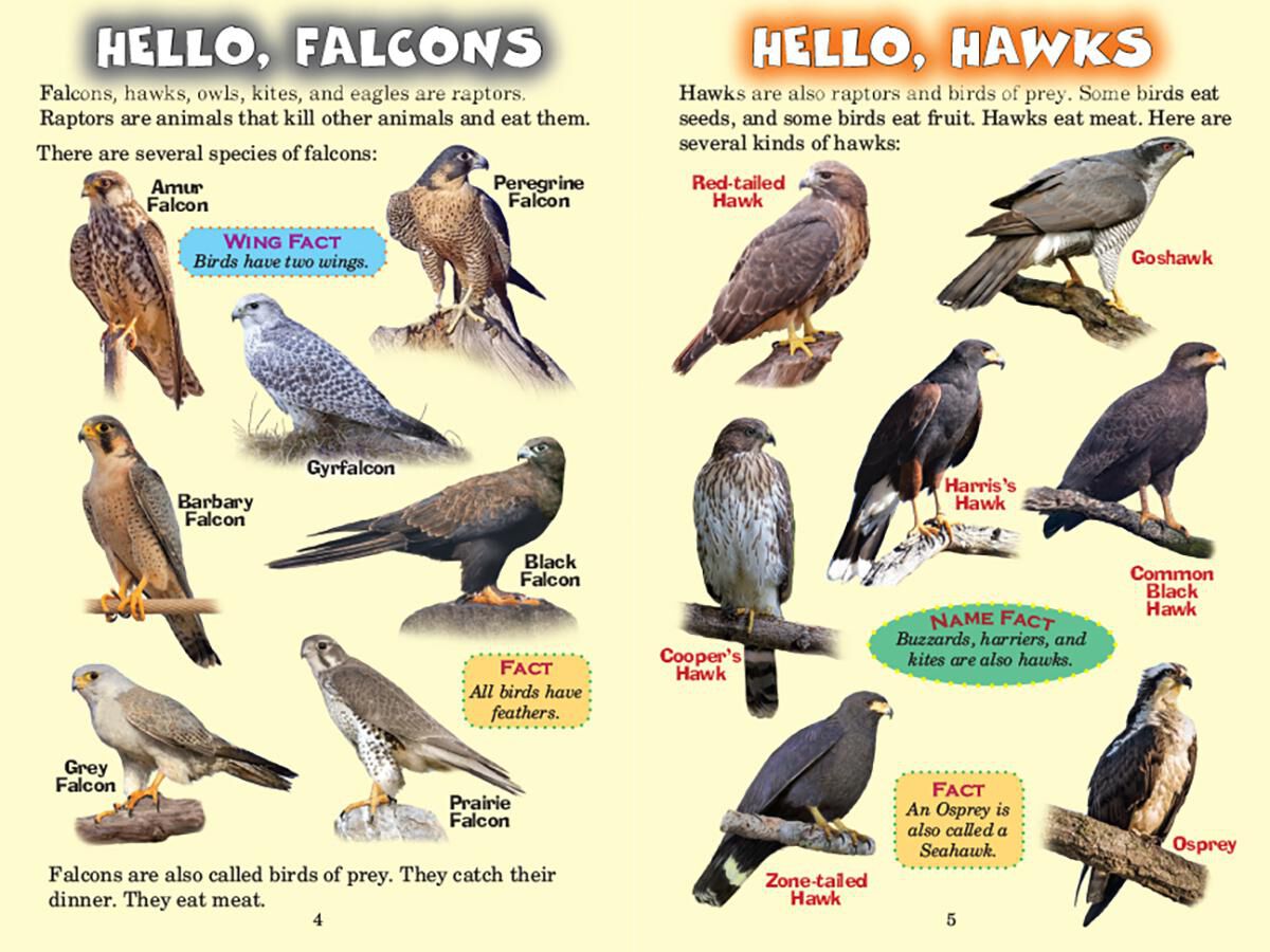 Who Would Win? Falcon vs. Hawk image number 1