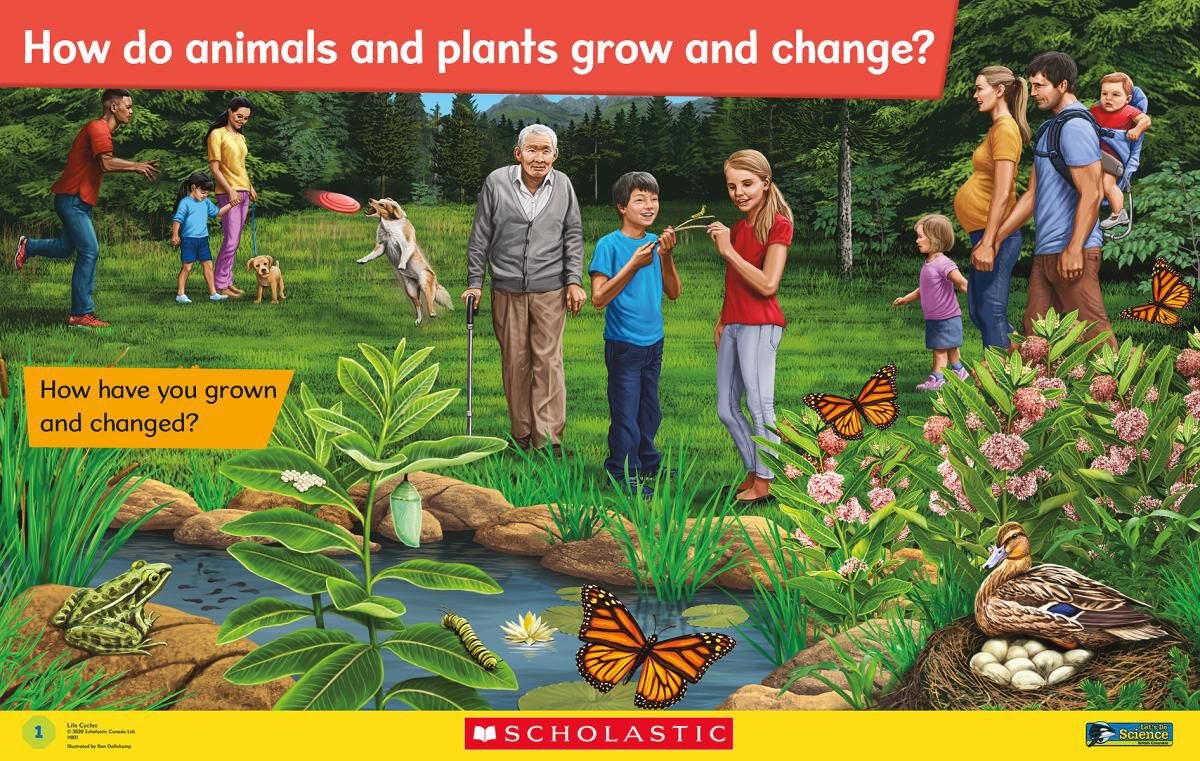 Let's Do Science BC Grade 2: Life Cycles image number 4