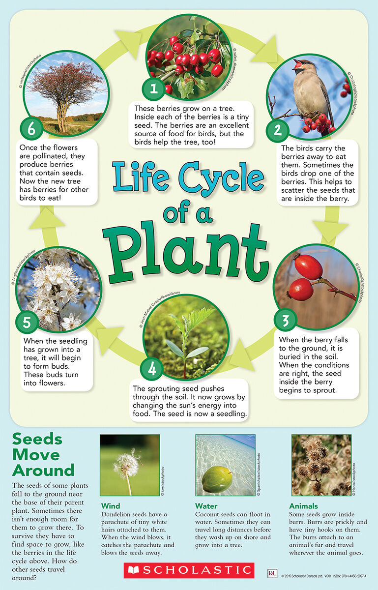 Literacy Place PLUS Grade 3 Guided Reading Collection image number 4