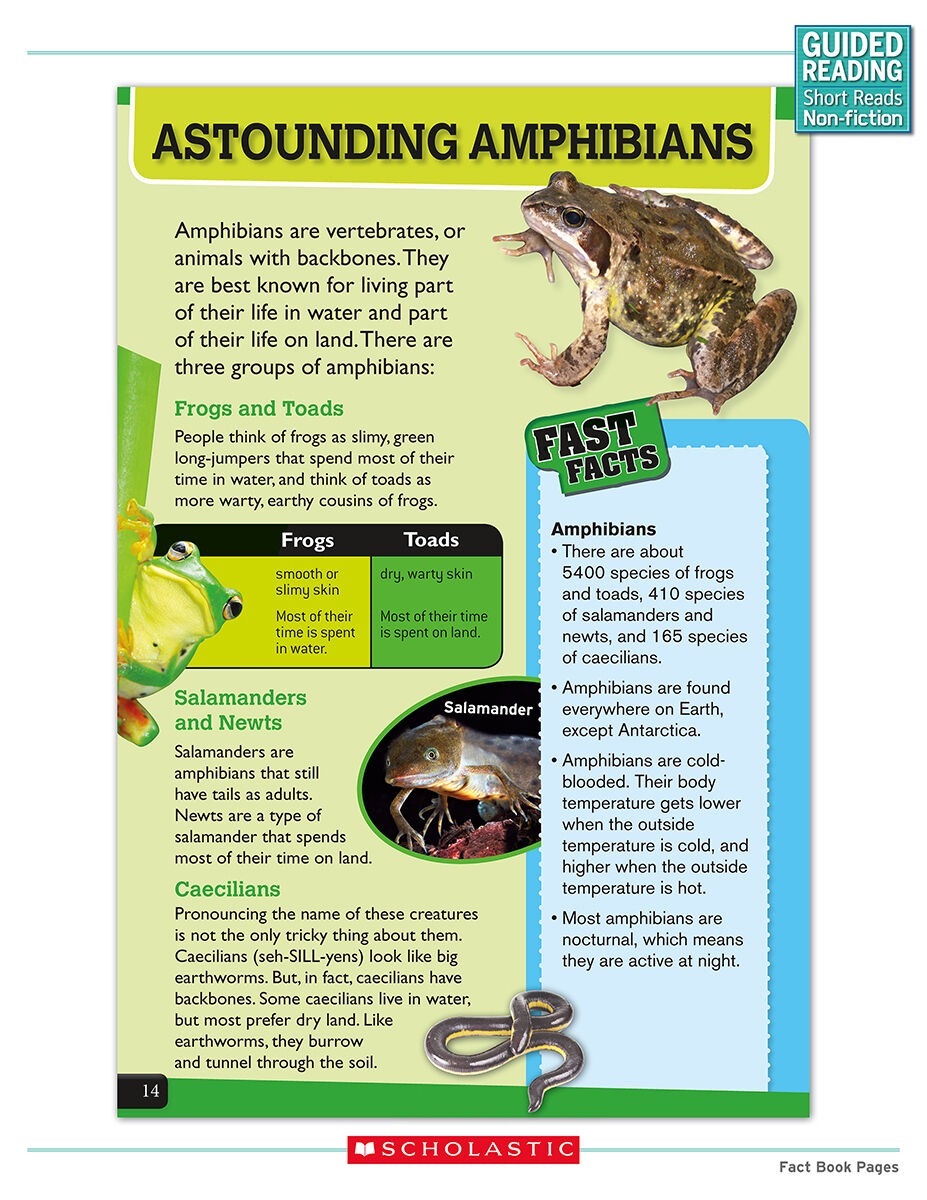 Guided Reading Short Reads Non-fiction Level R Complete Pack image number 4