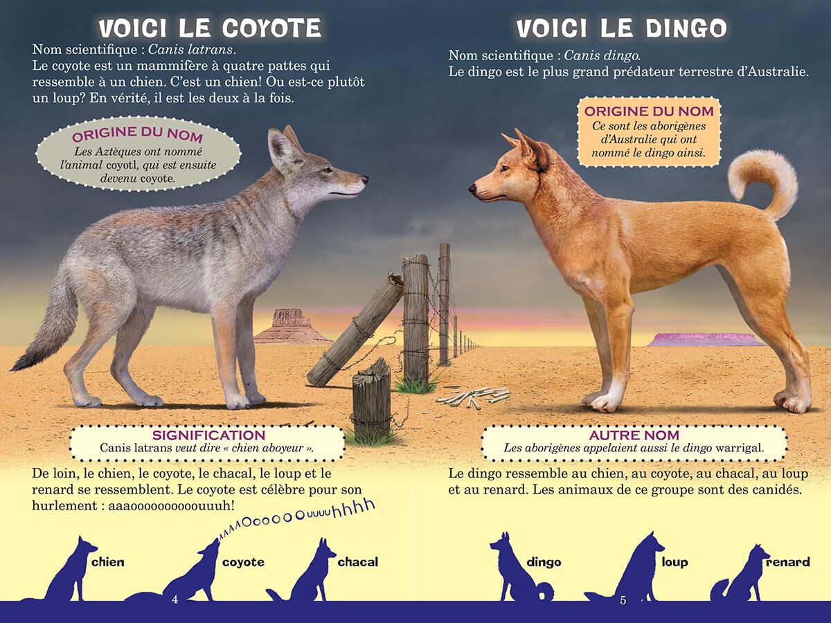 Qui va gagner? Le coyote ou le dingo? image number 1