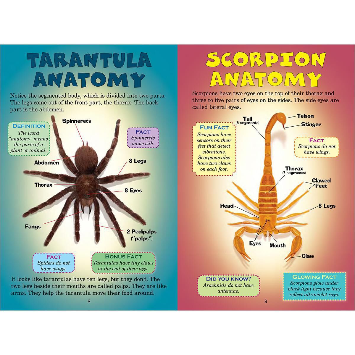 Who Would Win? Tarantula vs. Scorpion image number 1