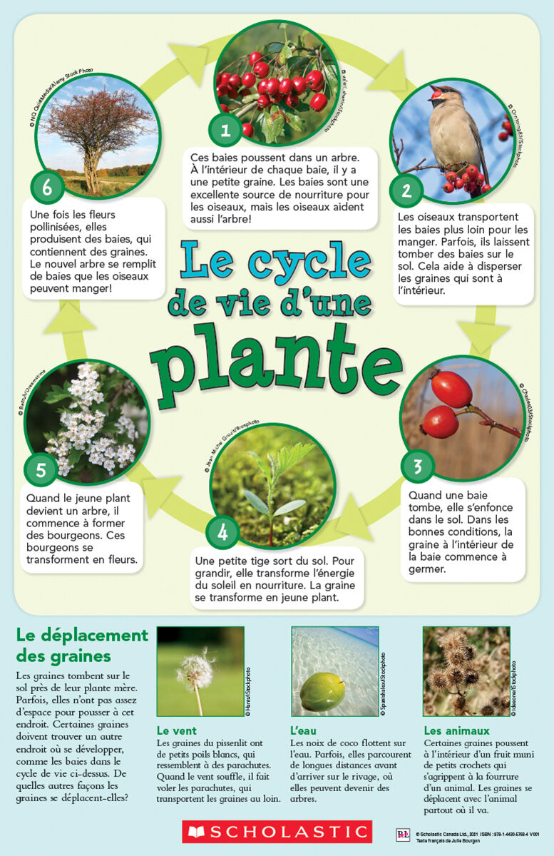 Envol an litt&eacute;ratie Maternelle &agrave; 4e ann&eacute;e: Niveau L: Le cycle de vie d'une plante Emballage de 6 image number 0