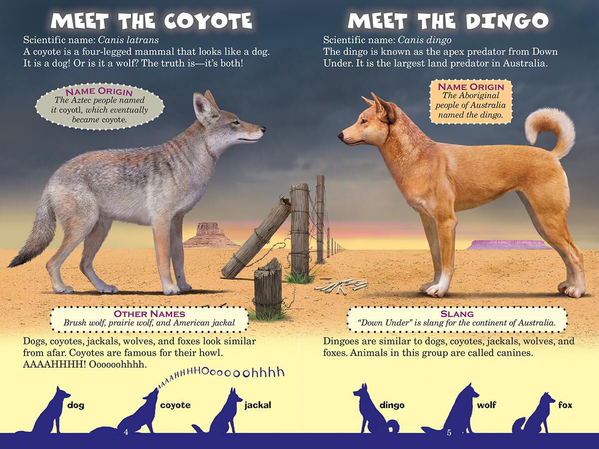 Who Would Win? Coyote vs. Dingo image number 2