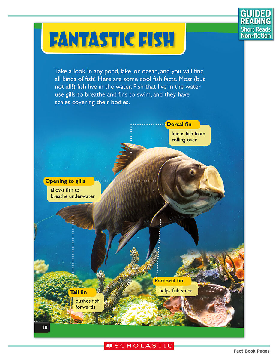 Guided Reading Short Reads Non-fiction Level P Complete Pack image number 3