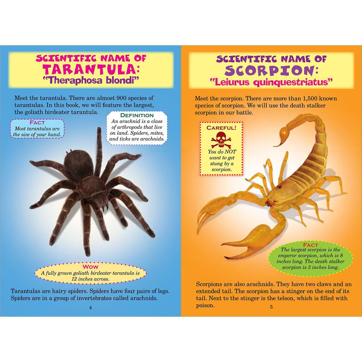 Who Would Win? Tarantula vs. Scorpion image number 4