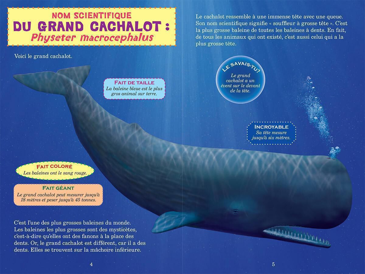 Qui va gagner? : Le grand cachalot ou le calmar g&eacute;ant? image number 1