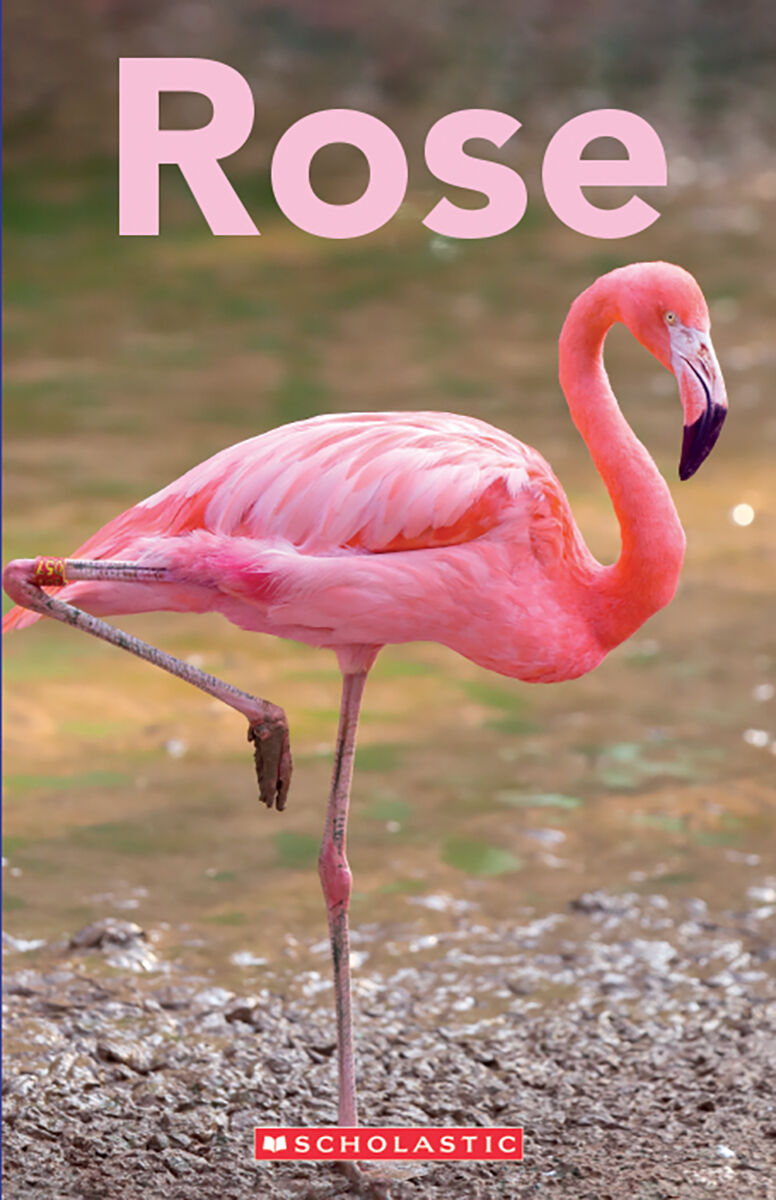 D&eacute;tectives de d&eacute;codage Emballage de biblioth&egrave;que image number 8