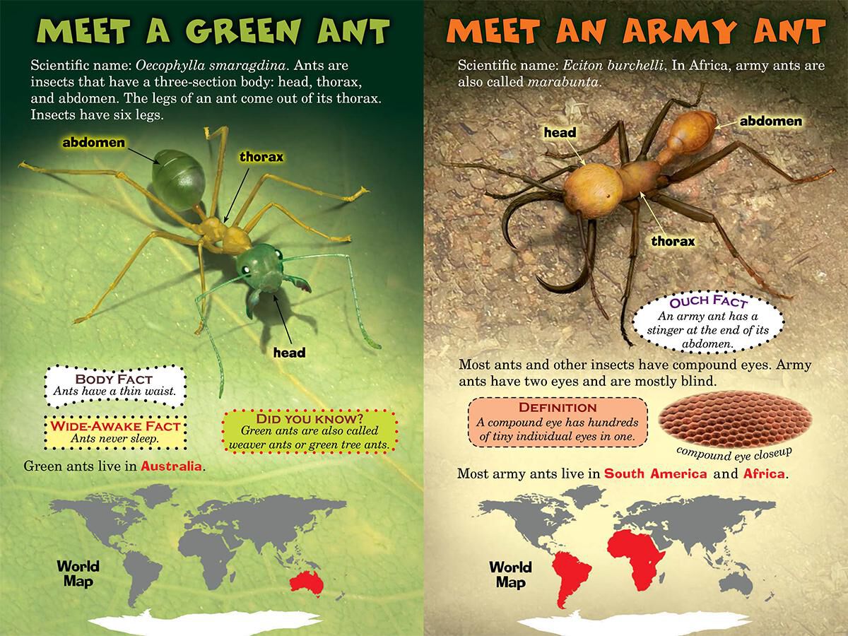 Who Would Win? Green Ants vs. Army Ants image number 1