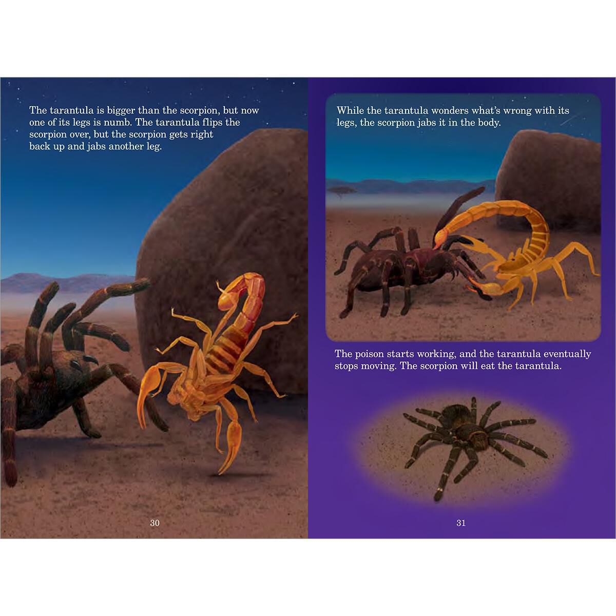 Who Would Win? Tarantula vs. Scorpion image number 3