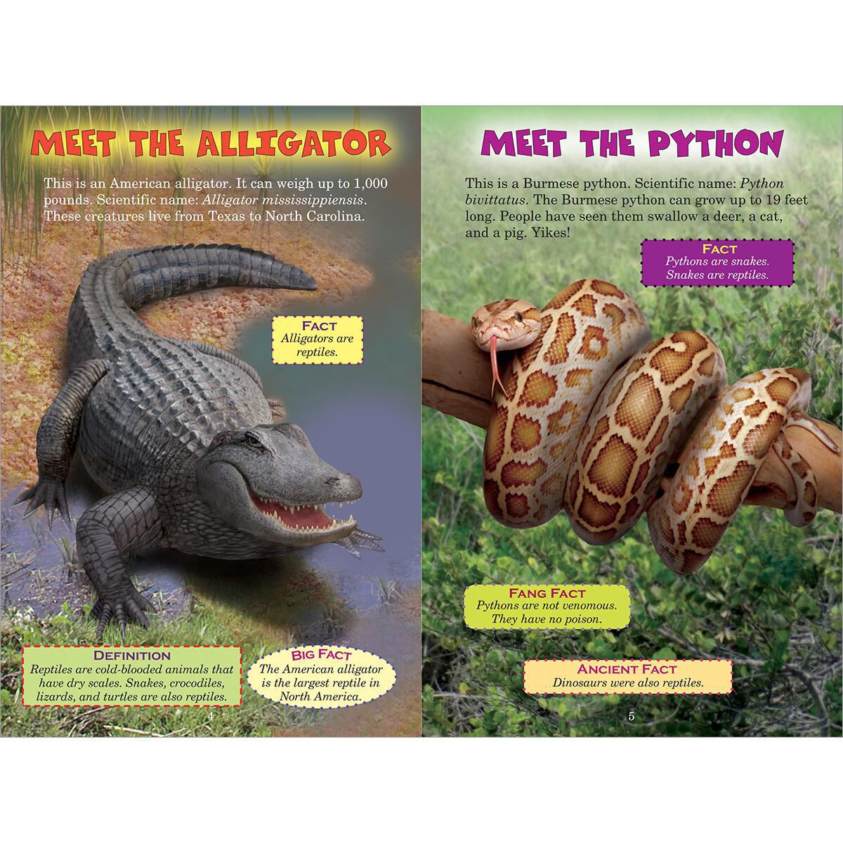 Who Would Win? Alligator vs. Python image number 1