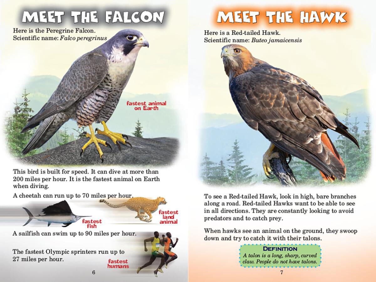 Who Would Win? Falcon vs. Hawk image number 2