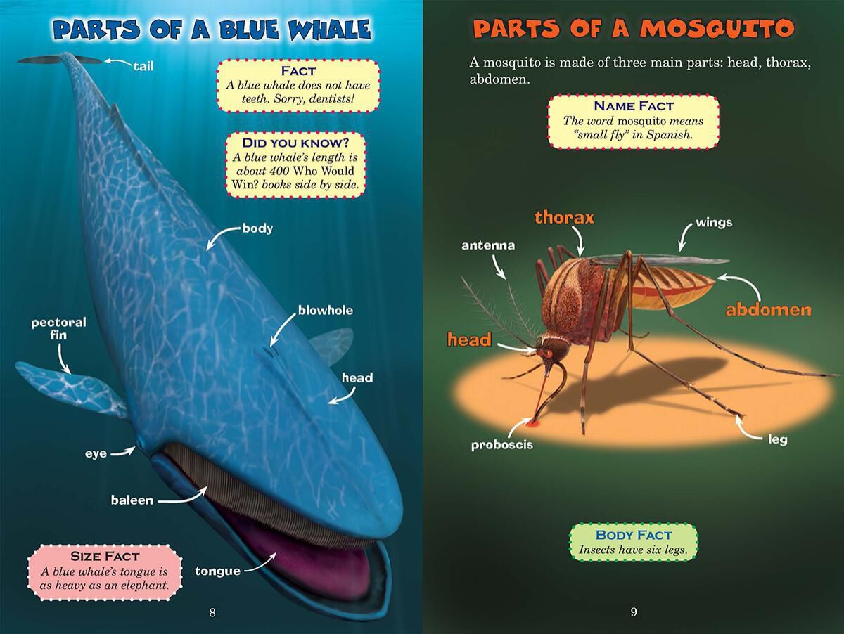Who Would Win? Blue Whale vs. Mosquito image number 3
