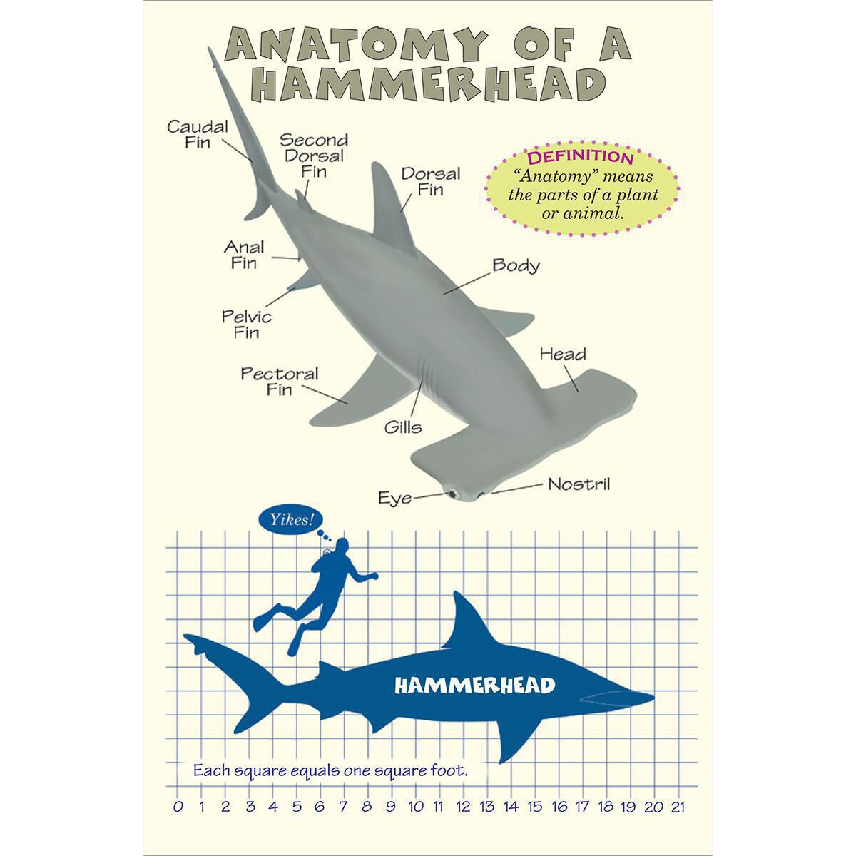 Who Would Win? Hammerhead vs. Bull Shark image number 1